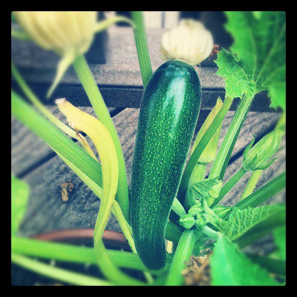 2012 © copyright Savory Simple, all rights reserved