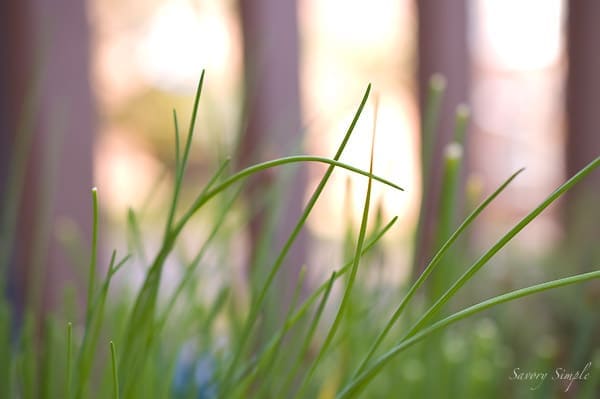 chives_1778