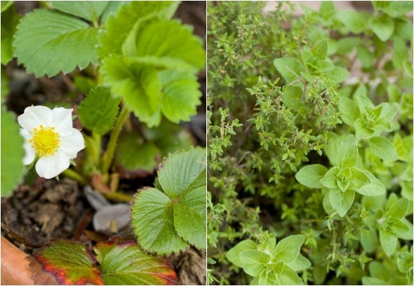 herbs-collage