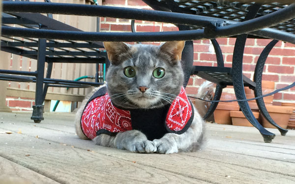 web-sofi-harness
