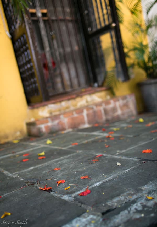 web-san-juan-leaves_L6A1957