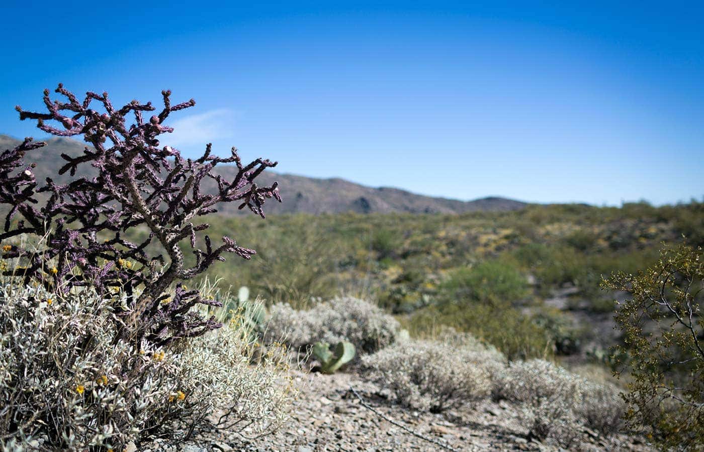 Photos from a recent visit to Tucson, Arizona and Saguaro National Park, and thoughts on the travel narrative in blogging. SavorySimple.net