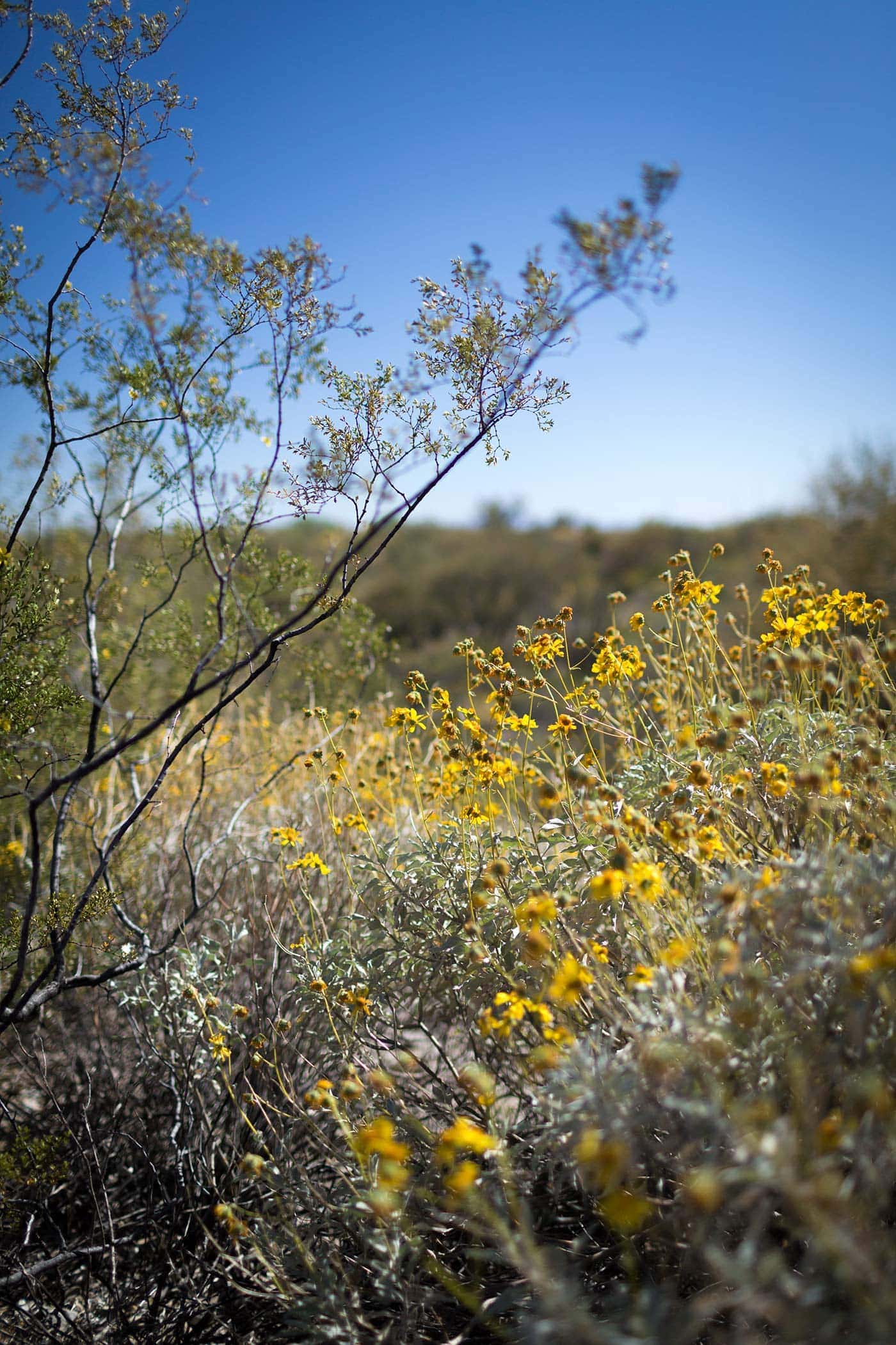 Photos from a recent visit to Tucson, Arizona and Saguaro National Park, and thoughts on the travel narrative in blogging. SavorySimple.net