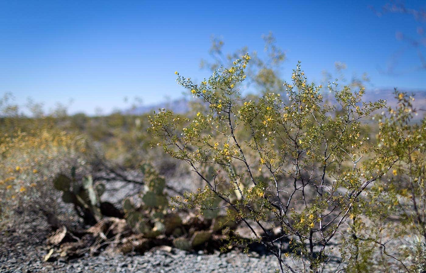 Photos from a recent visit to Tucson, Arizona and Saguaro National Park, and thoughts on the travel narrative in blogging. SavorySimple.net
