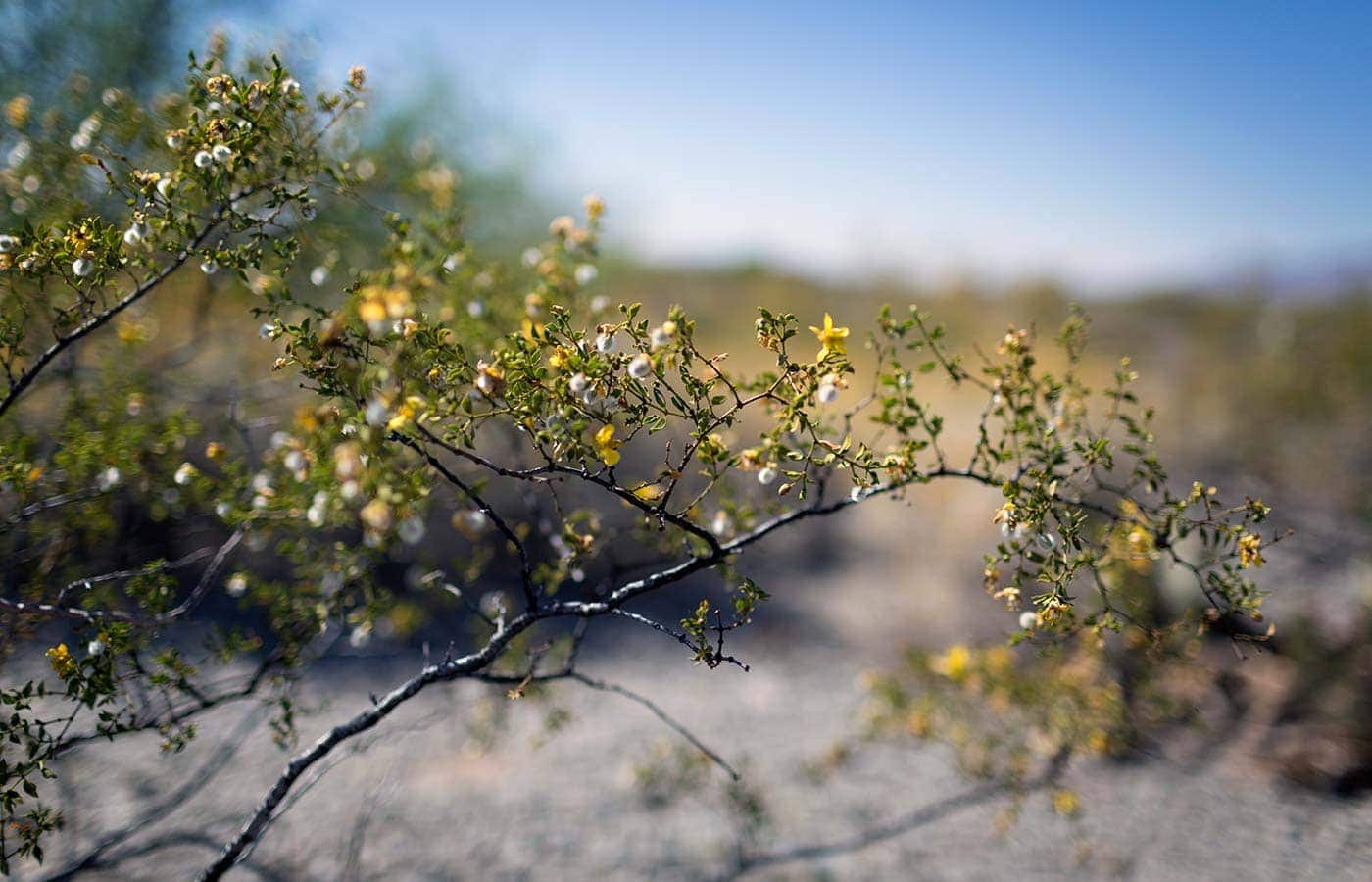 Photos from a recent visit to Tucson, Arizona and Saguaro National Park, and thoughts on the travel narrative in blogging. SavorySimple.net