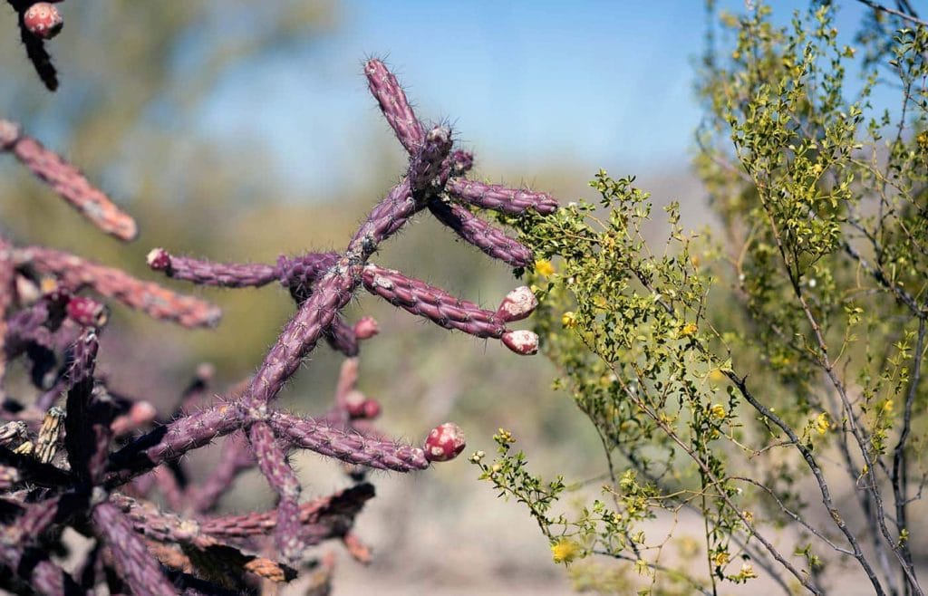 Photos from a recent visit to Tucson, Arizona and Saguaro National Park, and thoughts on the travel narrative in blogging. SavorySimple.net