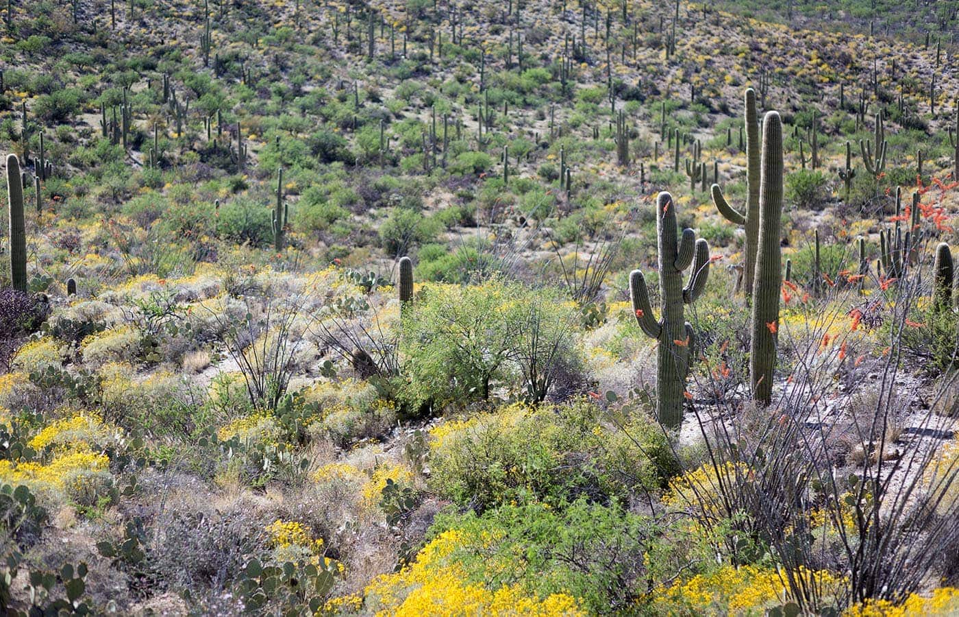 Photos from a recent visit to Tucson, Arizona and Saguaro National Park, and thoughts on the travel narrative in blogging. SavorySimple.net