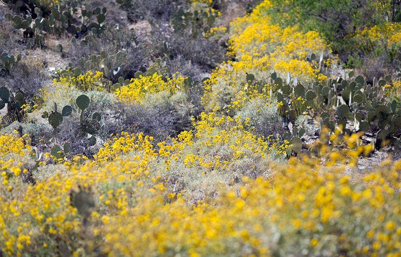 Photos from a recent visit to Tucson, Arizona and Saguaro National Park, and thoughts on the travel narrative in blogging. SavorySimple.net