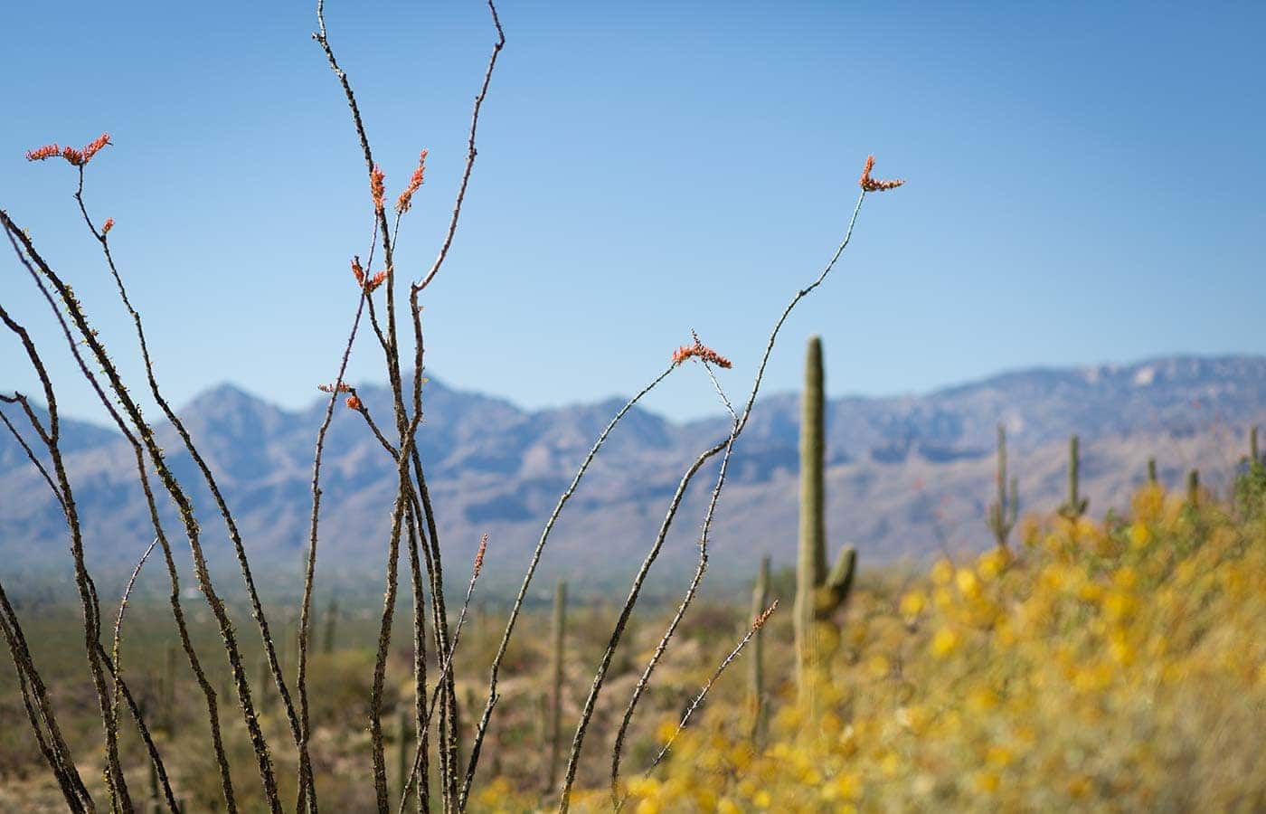 Photos from a recent visit to Tucson, Arizona and Saguaro National Park, and thoughts on the travel narrative in blogging. SavorySimple.net