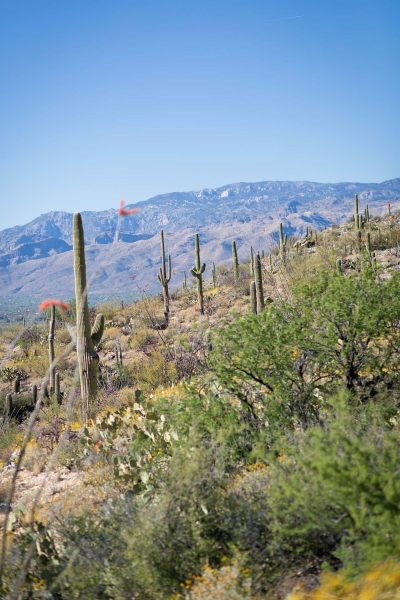 Savory-Simple-Travel-tucson