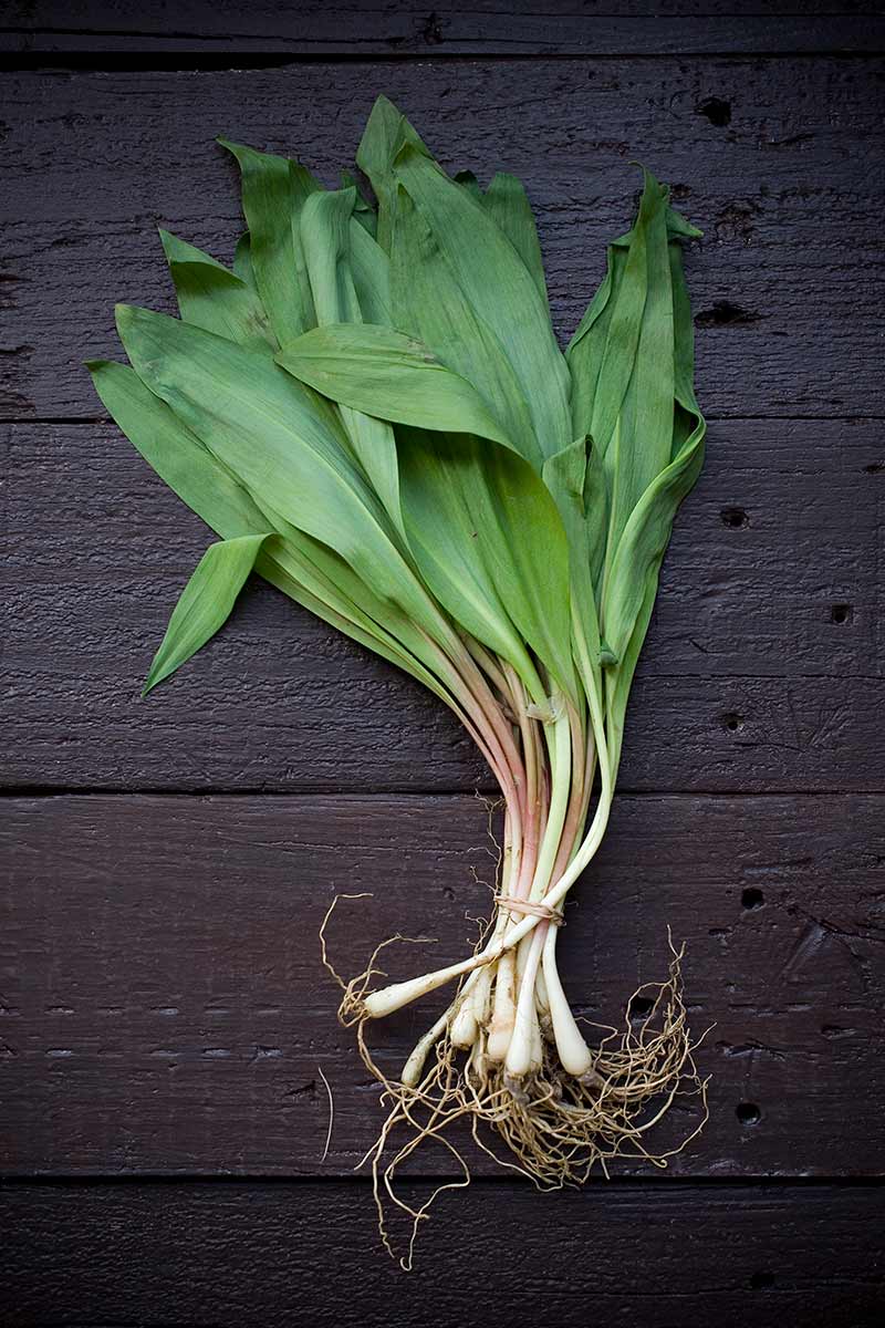 An overhead photo of wild ramps