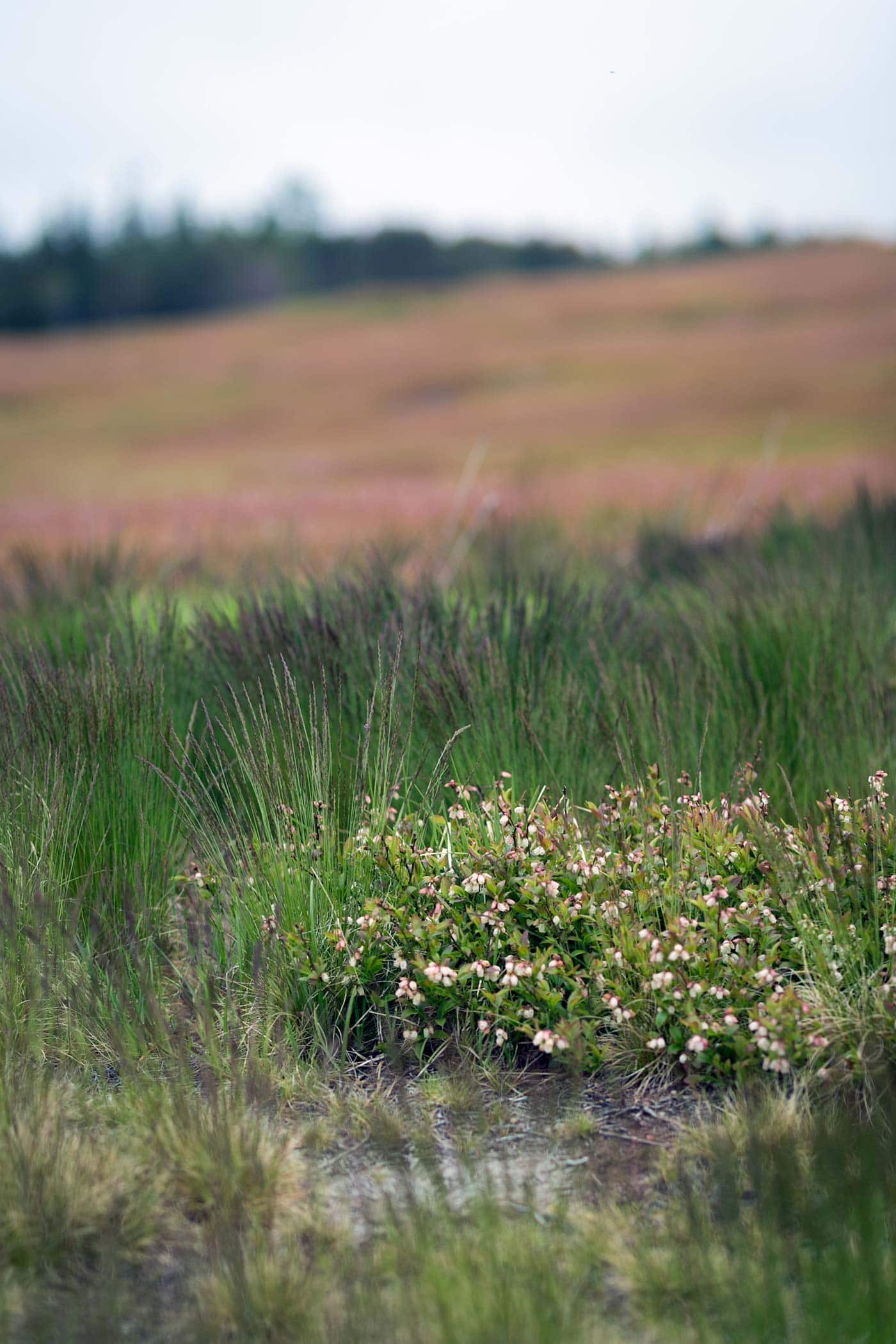 Prince Edward Island - Wyman's of Maine - SavorySimple.net