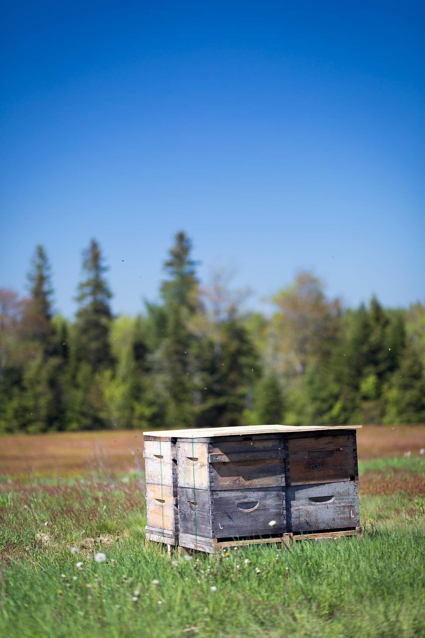 Prince Edward Island - Wyman's of Maine - SavorySimple.net