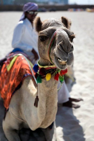 Camel