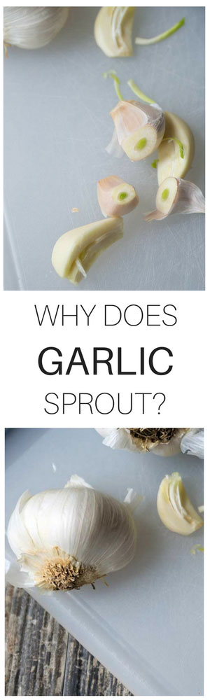 Why does garlic sprout? Find out why!