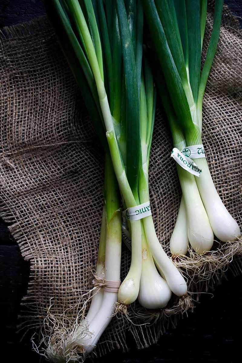 A photo of spring onions on burlap.