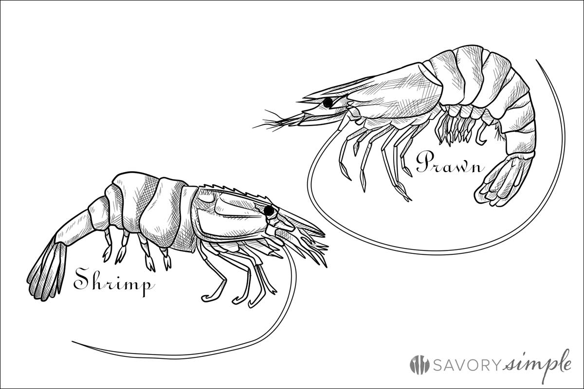 Shrimp vs Prawn Illustration